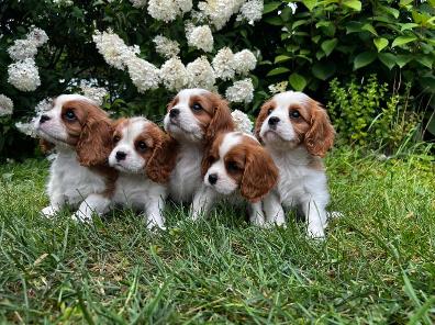 Polly Litter